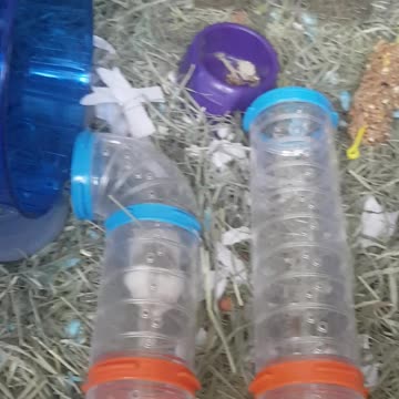 Hamster still adjusting to find new house