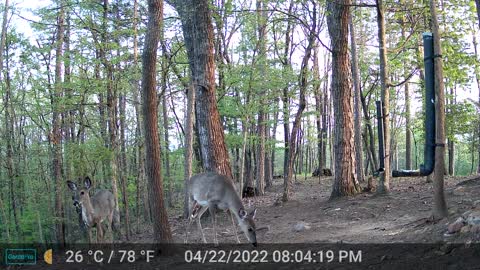 The Woods - 04/23/2022
