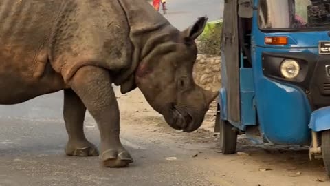 RHINO `S GOT A VISA AND RANDOMLY TAKING A JOG THROUGH TOWN