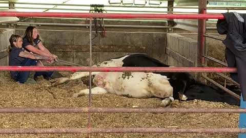 Watching a Baby Calf's Birth