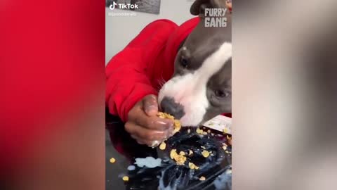 Try Not To Laugh With Dogs And Cats - Funny Pets Video 2021