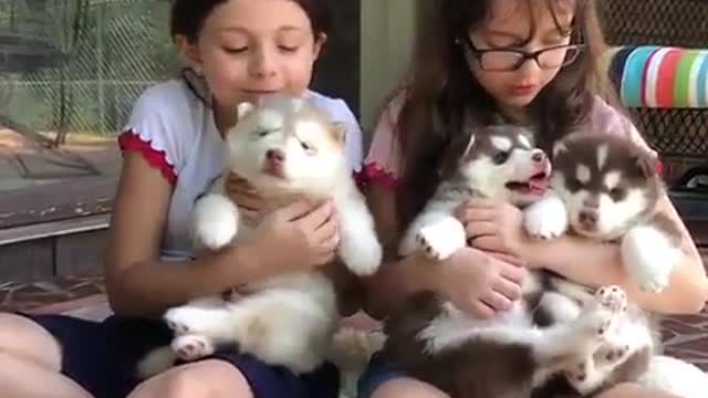 Cute and funny dog videos #3