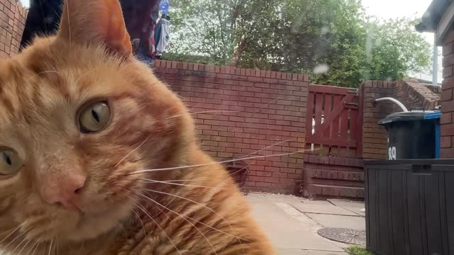 Rusty the Cat Scratches Against Glass to be Let in