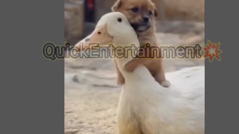 little dog with huge duck