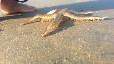 Starfish Walking on the Beach