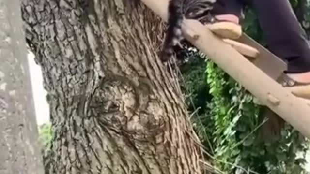 Cat Rescued from Tree