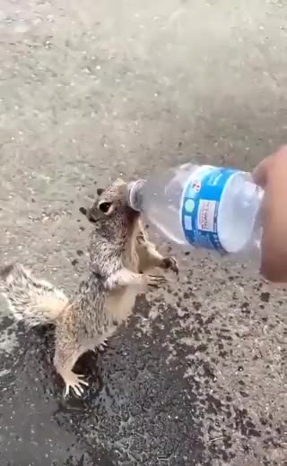Thirsty Squirrel Asking For Water