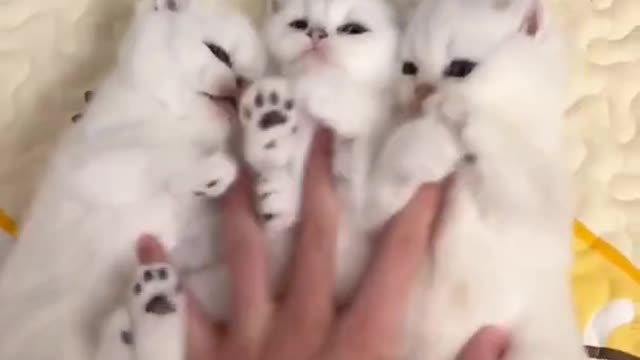 cute little kitens VIDEO.