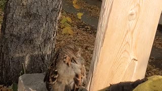 Bird Rescued From Chimney