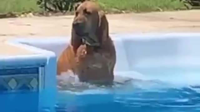 🤣 Funniest 🐶 Dogs - Awesome Funny Pet Animals Videos 😇 #short