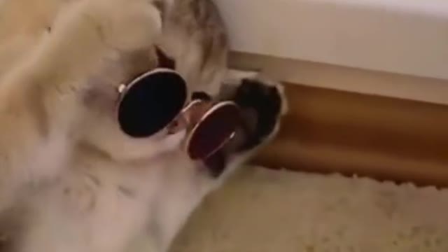 Cat terminator