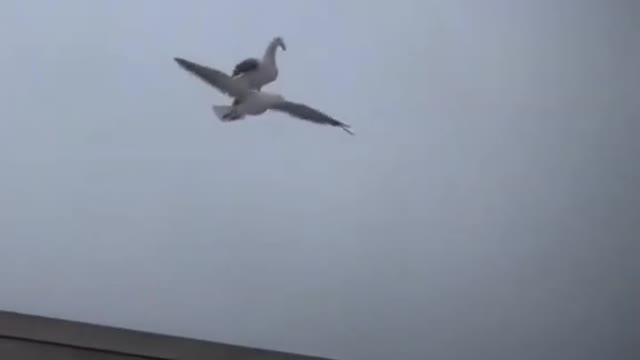 seagull rides another seagull