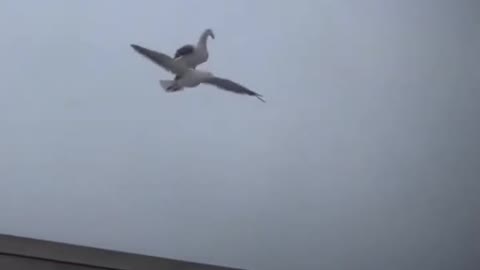 seagull rides another seagull