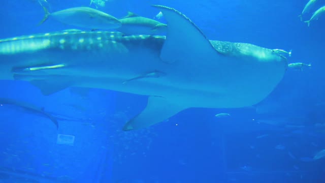 Big Blue wale into the sea is video Amazing by harry