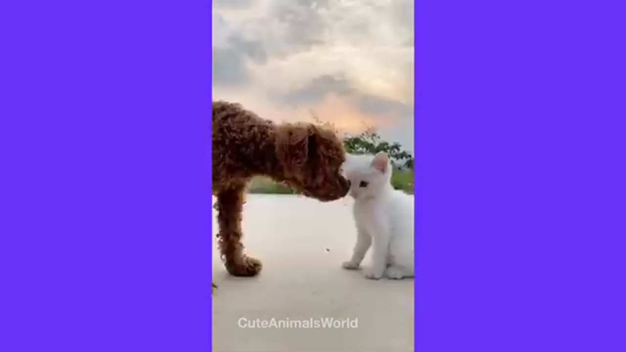 funny video 2021-2023 cat and dogs