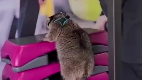 Raccoon loves going to the gym