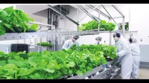 Vaccinating Humans through the Food Supply!