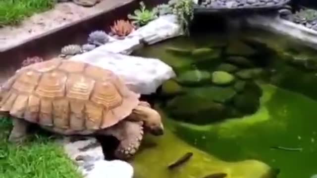 Turtle, what are you doing? Do you want to eat me