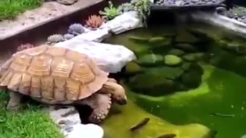 Turtle, what are you doing? Do you want to eat me