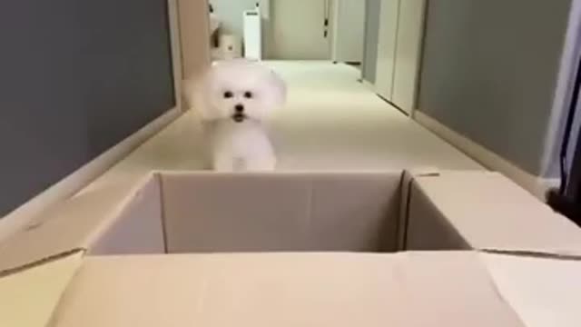 Cute dog video