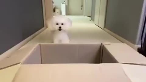 Cute dog video