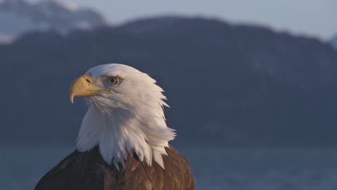 Bald eagle