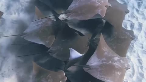 Great migration of fish