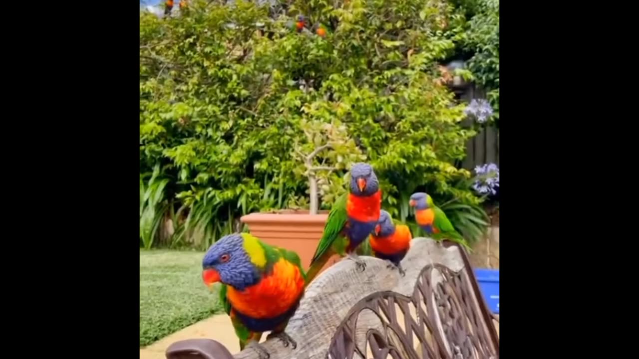 Beautiful chirping parrots