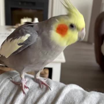 Cocktail bird walking slowly on its owner's belly