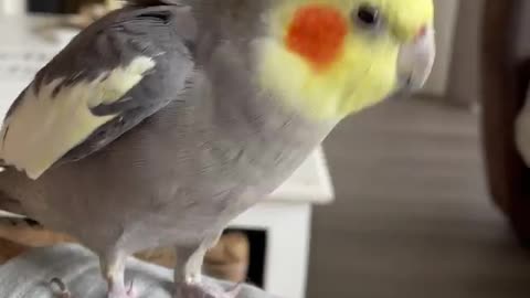 Cocktail bird walking slowly on its owner's belly