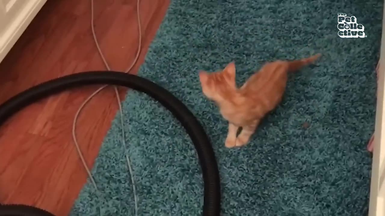 cat video