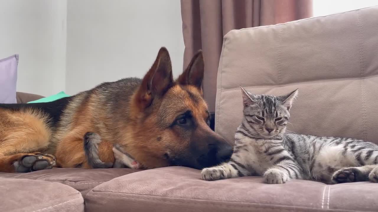 Funny German Shepherd vs Kittens