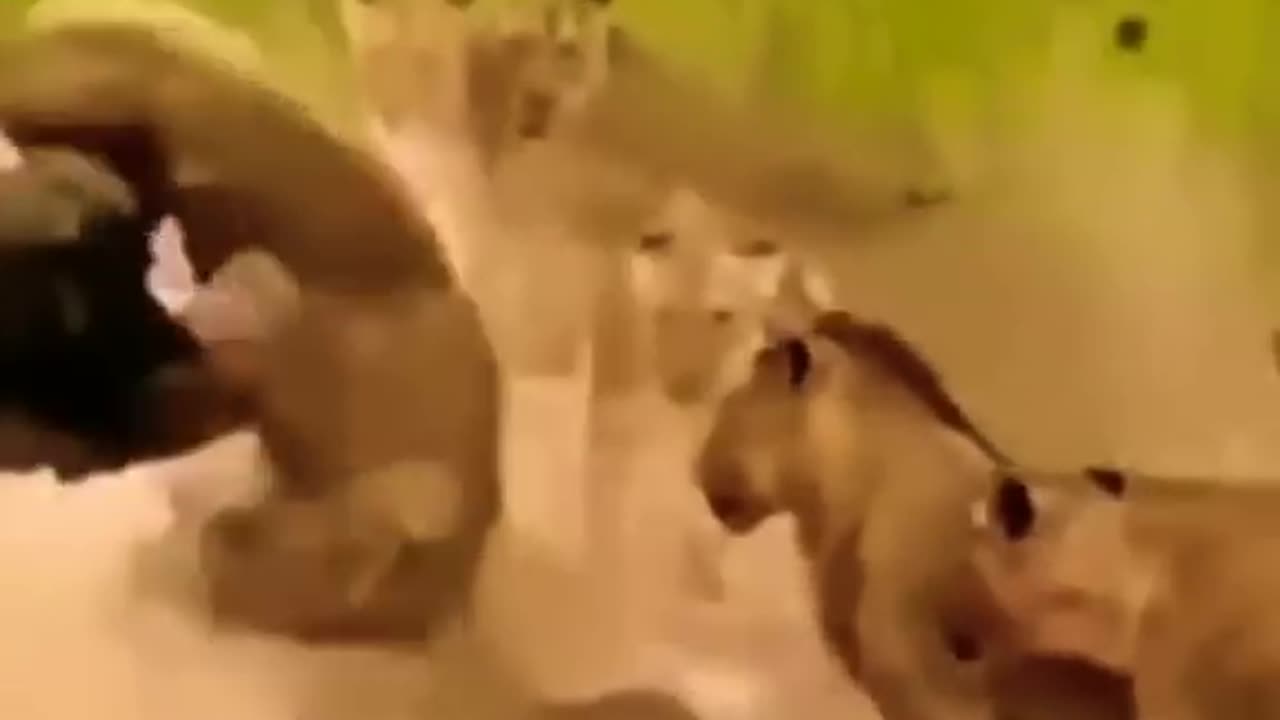 Baffalo hit the Lion