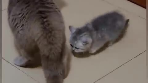 Cat funny fights