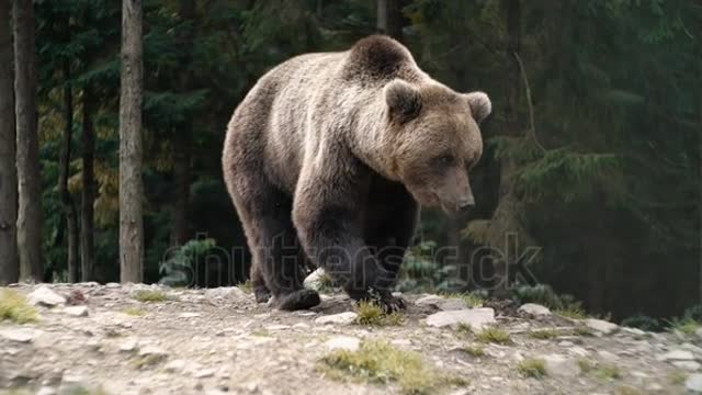 Beautiful animal