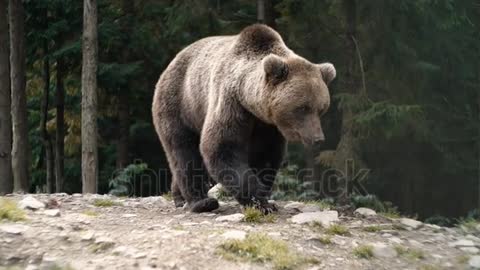 Beautiful animal