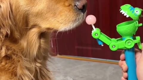 YOU HAVE SEE THIS HILARIOUS DOG VIDEO .