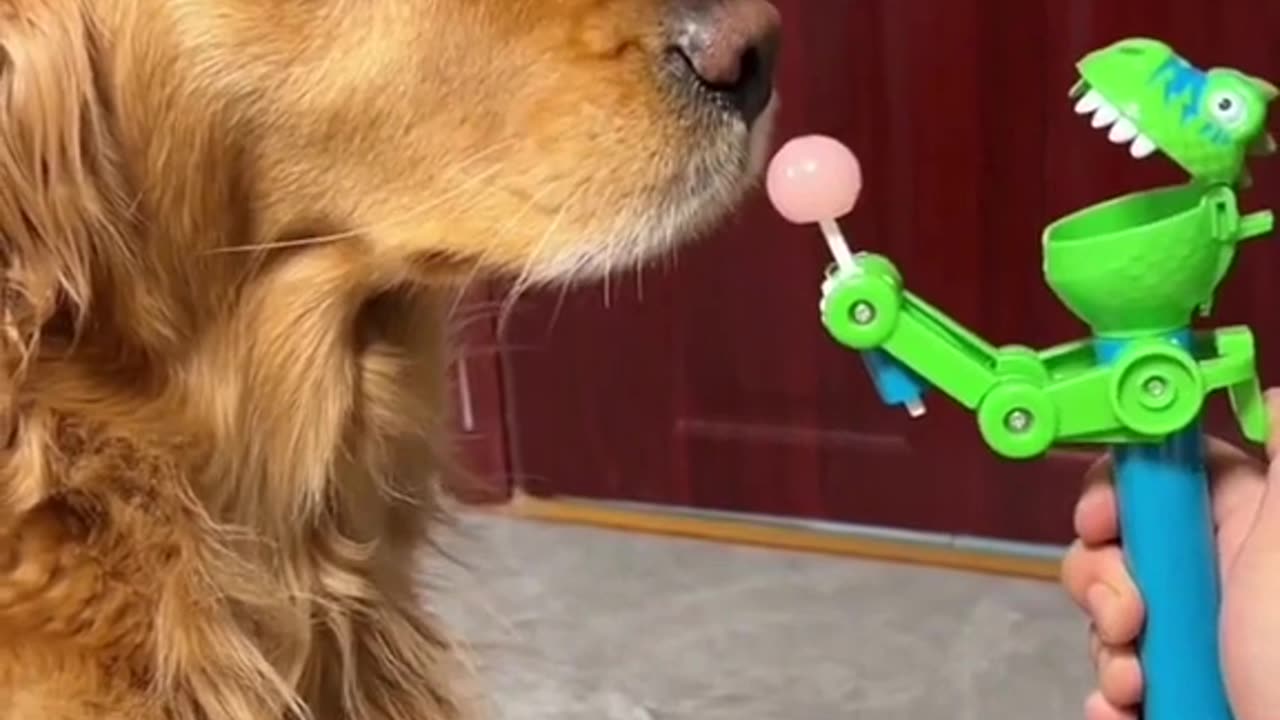 YOU HAVE SEE THIS HILARIOUS DOG VIDEO .