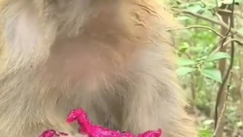 Watch This Cute Monkey Do Hilarious Things!