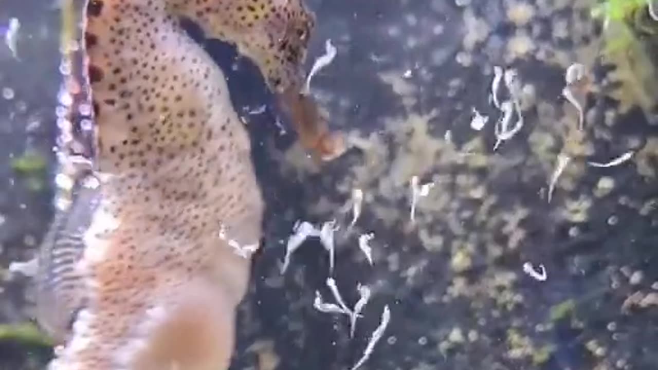 Welcome to the world#animals #amazing #amazingvideo #seahorse #seahorses