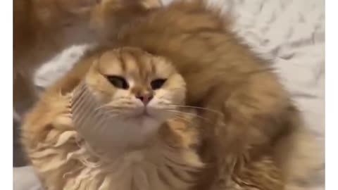 Funny cat