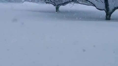 Buffalo snow