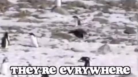 Credit to KLR Productions on YT and Tik Tok PENGUINNNNS FTW!!!