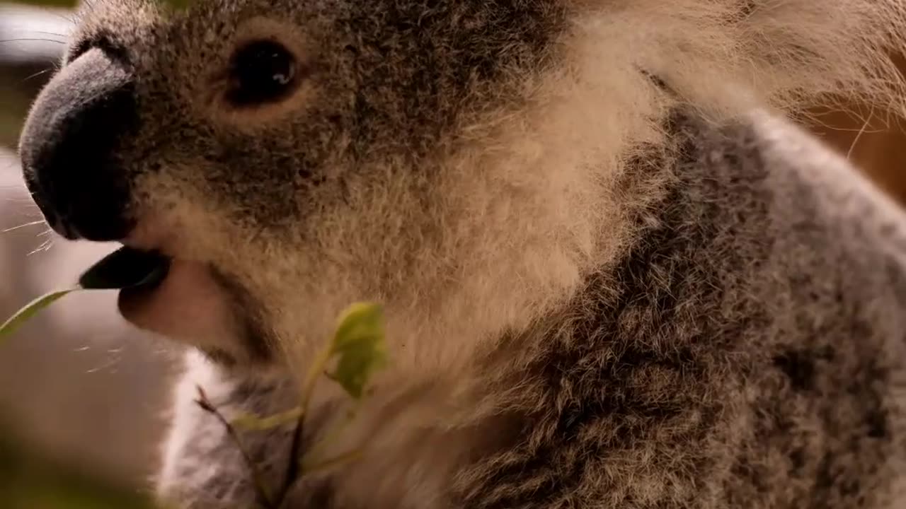 Rabbit eating leaf