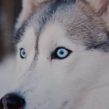 Funniest Animals - Best Of The 2022 Funny Animals Videos 🐱🐶