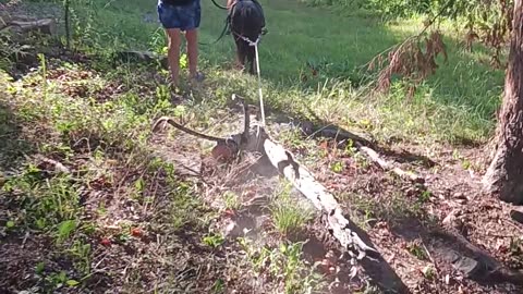 Miniature horse dragging a tree