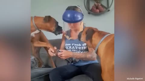Most Funny And Cute Moments Dog In Love With Their Human ❤️