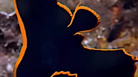Batfish ocean life