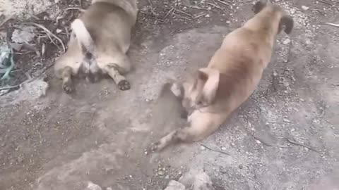 Cat dog comedy 🤣