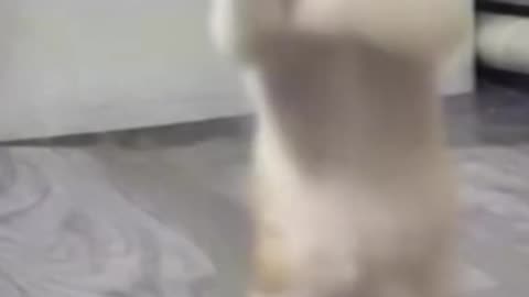 Cat cout video